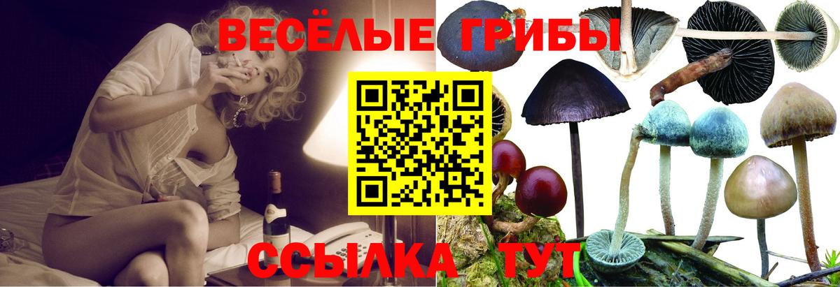 Галлюциногенные грибы Cubensis Саров